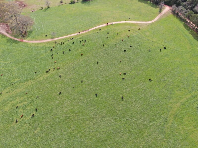 Aerial view of a lush green pasture with a herd of cattle grazing, showcasing a winding dirt path and scattered trees in the background. Ideal for agricultural and livestock management themes.