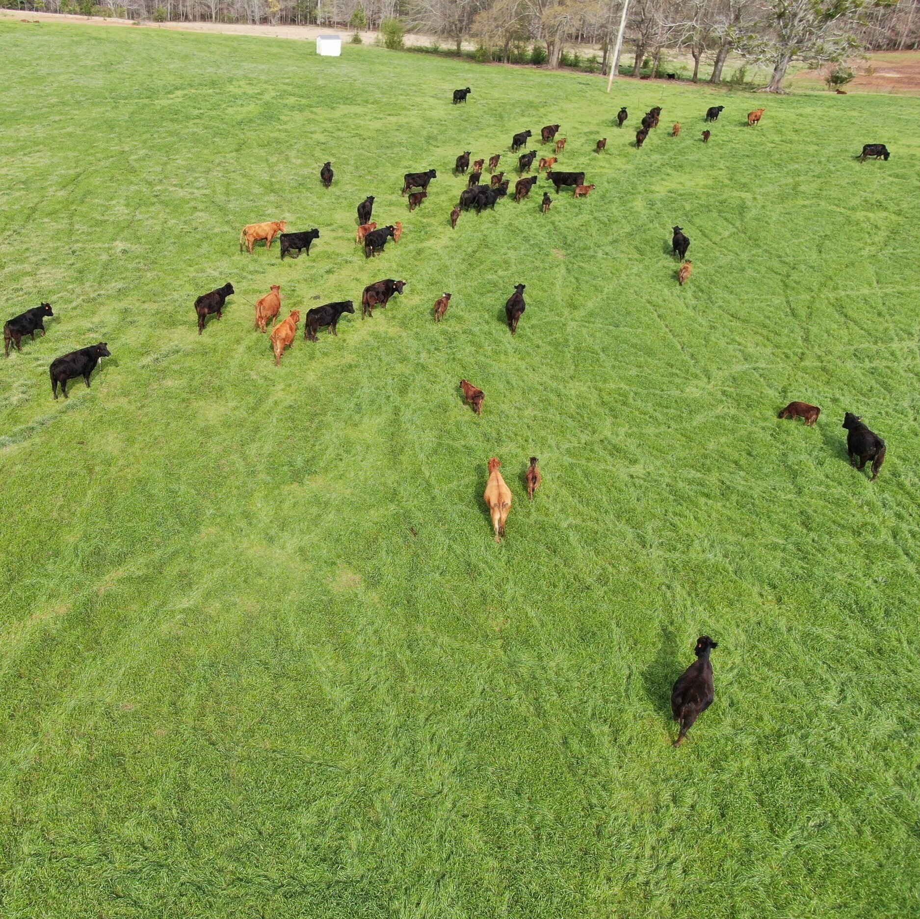 Aerial view of a herd of cattle grazing on lush green pasture, featuring a mix of black and brown cows, including calves, moving across the field.