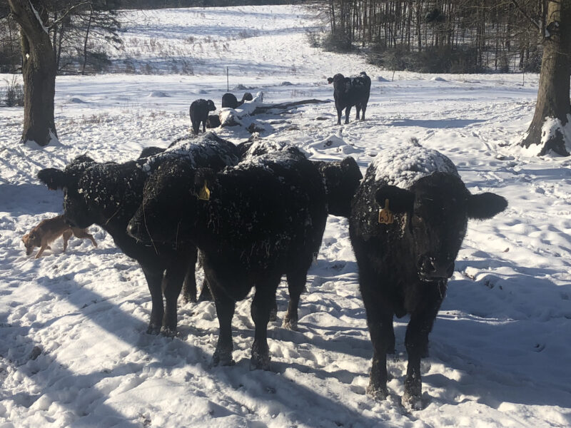 Black cows with snowy coats grazing in a winter landscape, accompanied by a small dog, on a farm in a snowy field.
