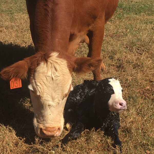 A brown cow with an ear tag stands beside her newborn black and white calf lying on the grass, showcasing a nurturing moment on a sunny farm.