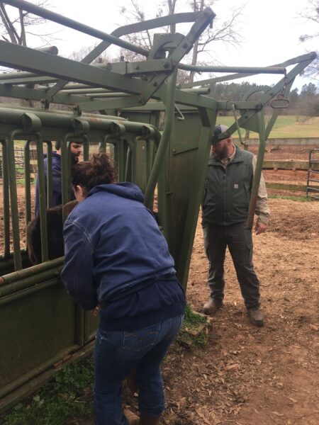 Farm workers using cattle handling equipment to manage livestock in a rural setting, showcasing animal husbandry practices.