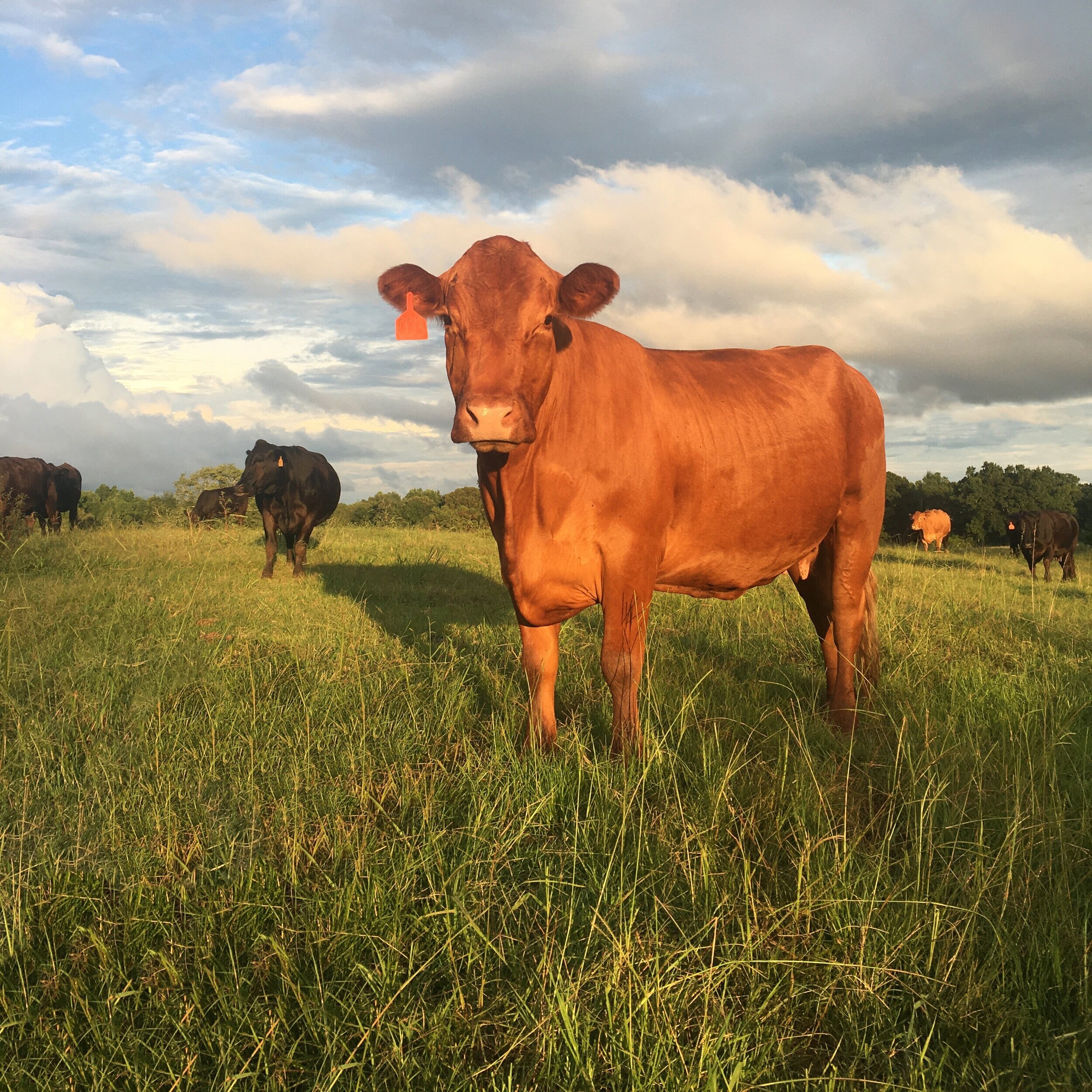 A brown cow with an ear tag stands in a lush green pasture under a partly cloudy sky, with other cows grazing in the background.